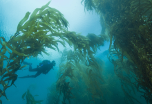 SeaSketch Helps Stakeholders Explore Changes to Marine Protected Areas